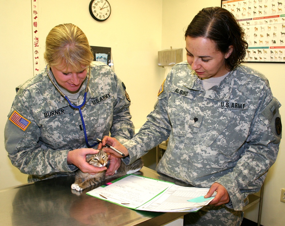Army Soldiers Care for Stray Cat and Kittens