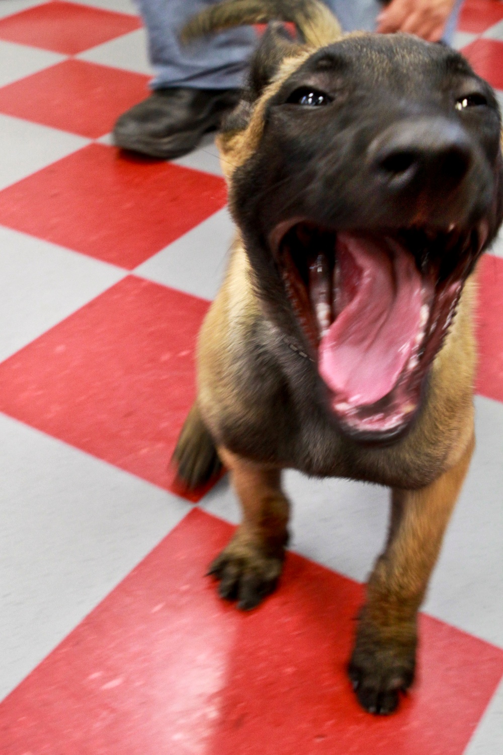 Donja, Future Military Working Dog, Plays at Lackland Air Force Base
