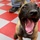 Donja, Future Military Working Dog, Plays at Lackland Air Force Base