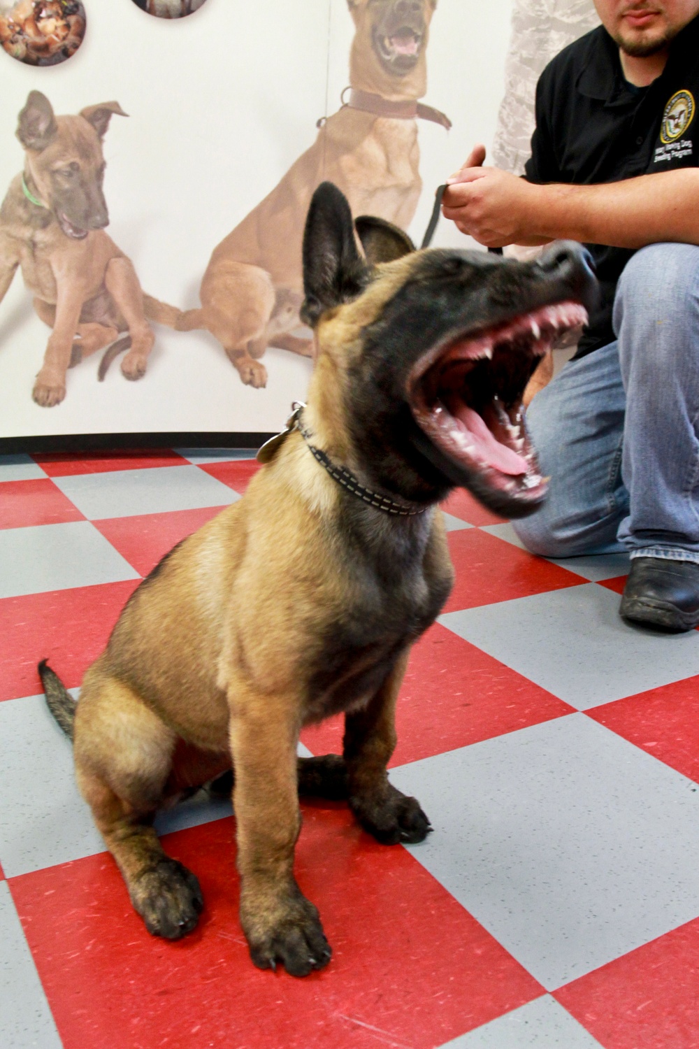 Military Working Dog Breeding Program Trains Handlers and Canines