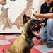 Military Working Dog Breeding Program Trains Handlers and Canines