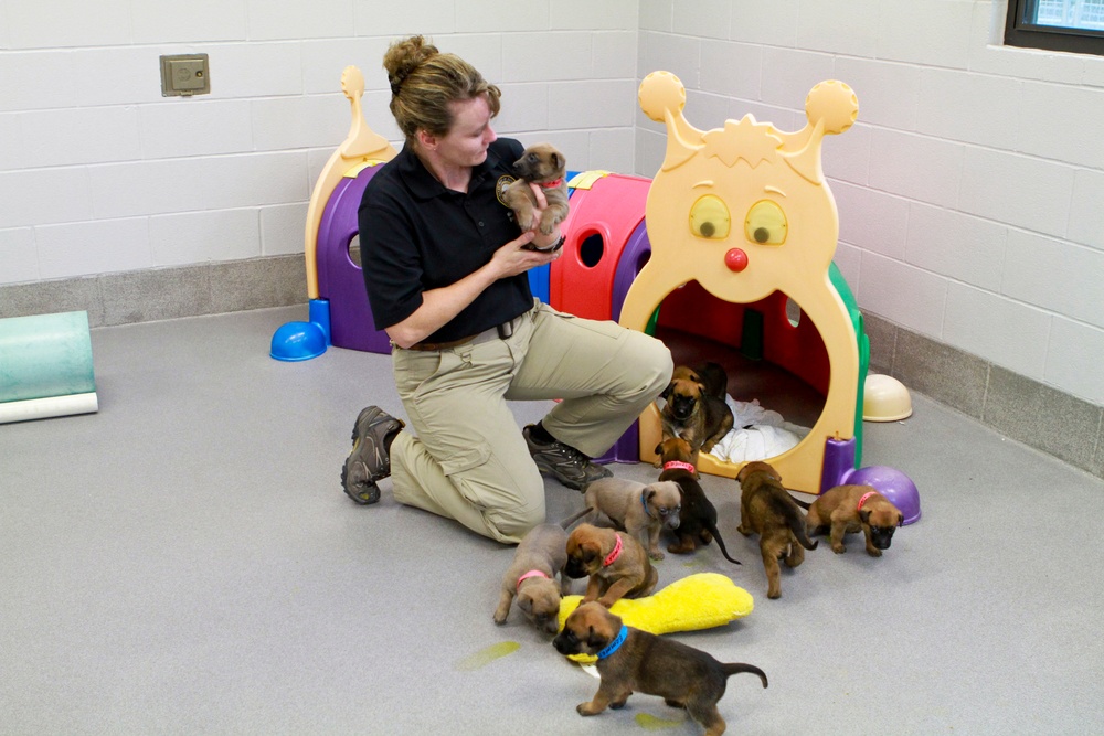Lackland Air Force Base Breeds Next Generation of Military Working Dogs