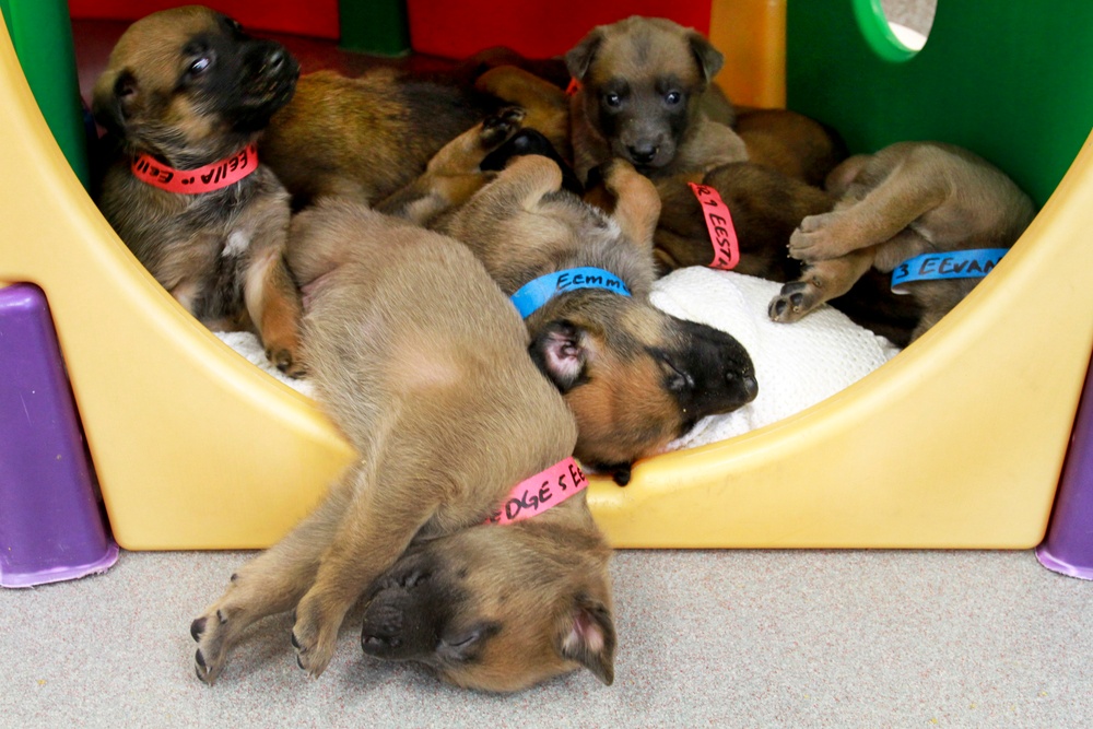 Puppies from Military Working Dog Breeding Program Frolic at Lackland Air Force Base