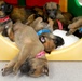 Puppies from Military Working Dog Breeding Program Frolic at Lackland Air Force Base