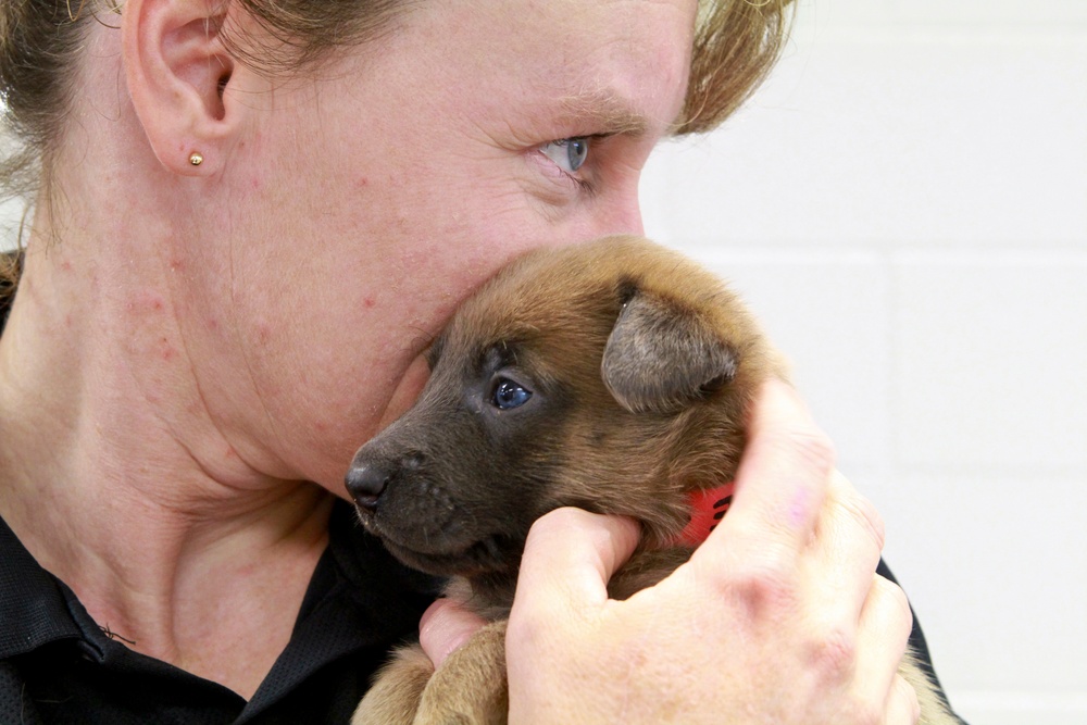 Military Working Dog Breeding Program Supervisor Cuddles Puppy