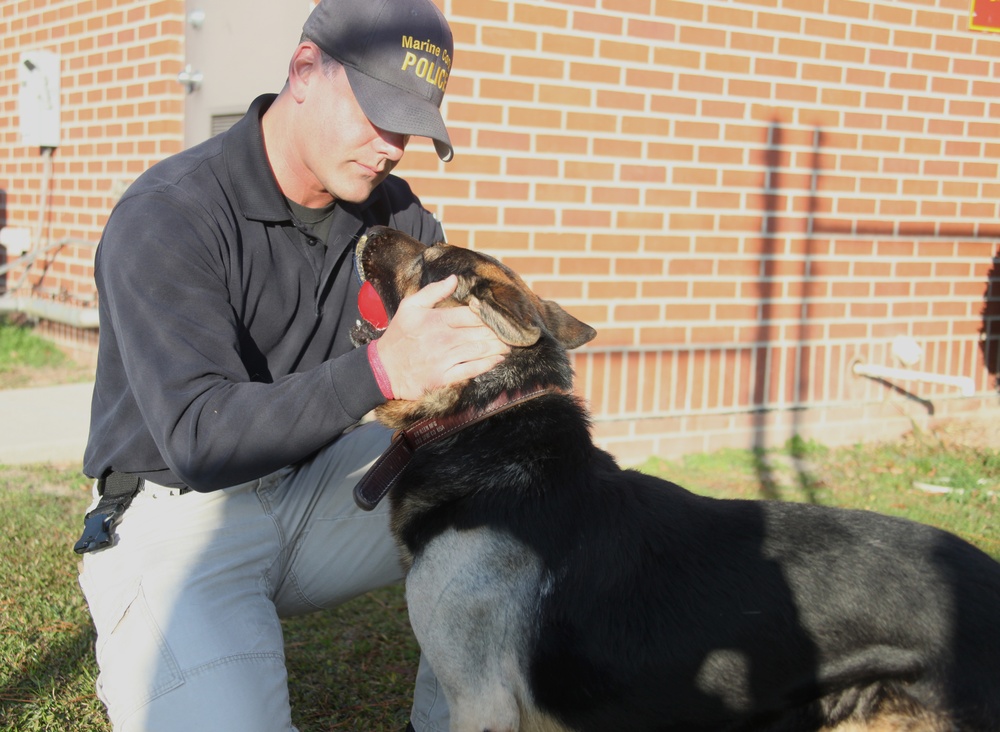 Military Working Dog Survives Snake Bite During Training