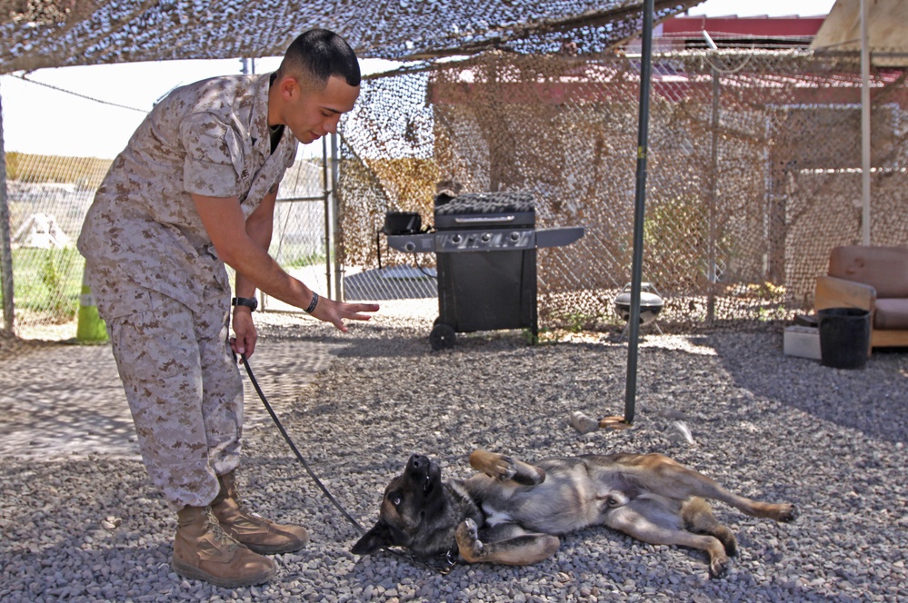 Marine Corps Dog Handler Trains Military Working Dog