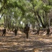 2nd Battalion, 12th Infantry Regiment conducts a patrol to support southern border mission