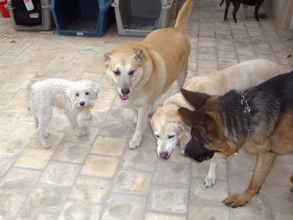 Army Captain Rescues Pets Left Behind in Egypt Evacuation