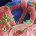 HIV Particles Infect Immune Cell in Striking Micrograph