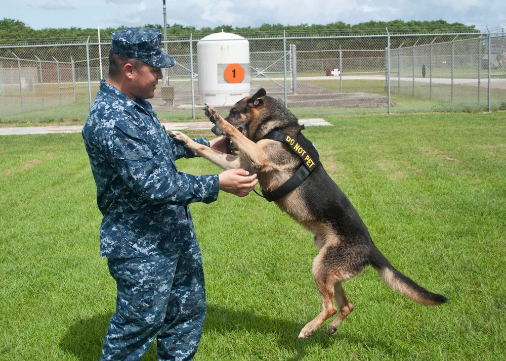 Navy Petty Officer and Military Working Dog Train for Deployment