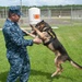 Navy Petty Officer and Military Working Dog Train for Deployment