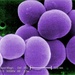 Deadly Superbug: Magnified View of Antibiotic-Resistant Staph Bacteria