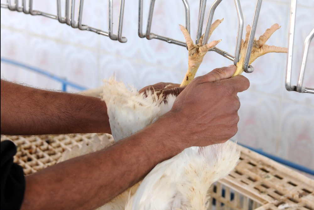 Iraqi Worker Prepares Chickens at Reopened Poultry Plant Near Baghdad
