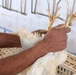 Iraqi Worker Prepares Chickens at Reopened Poultry Plant Near Baghdad