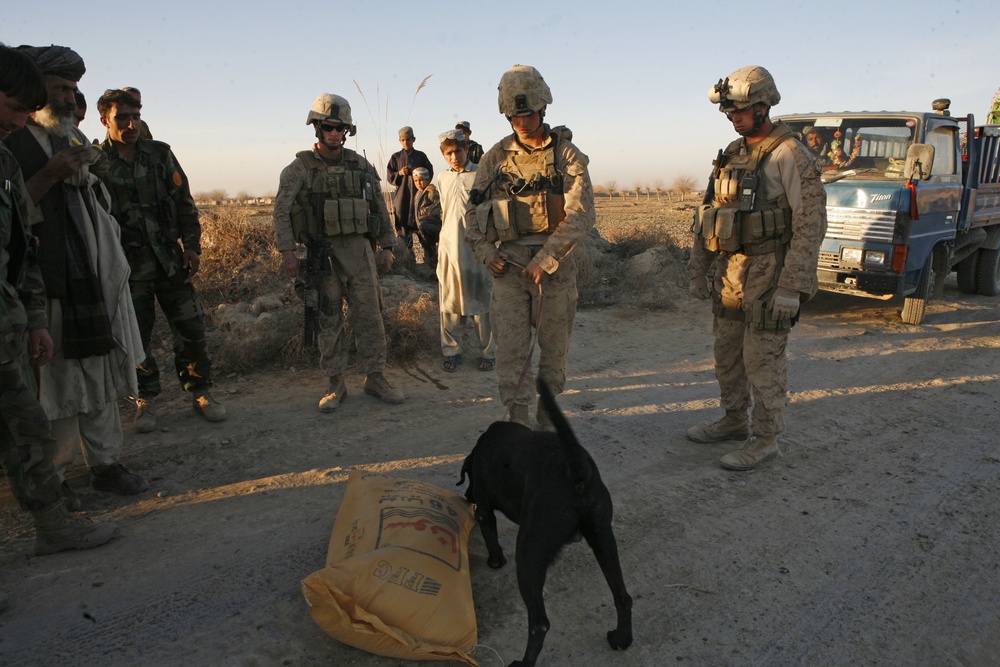 Marine and Bomb-Sniffing Dog Search for Explosives in Afghanistan