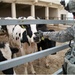 U.S. Soldier Bonds with Cow During Iraq Agricultural Visit