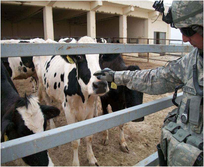 U.S. Soldier Bonds with Cow During Iraq Agricultural Visit