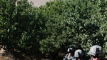 Image 19: Combat Advisors See Afghan Troops in Action