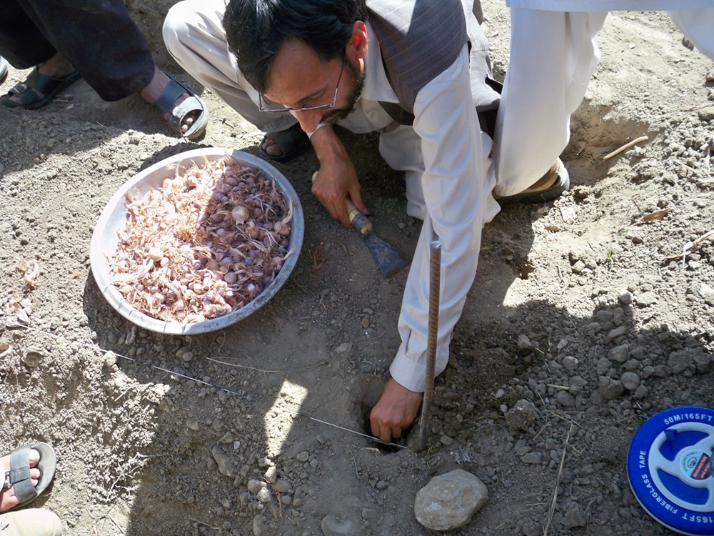 Kabul University Professor Teaches Saffron Planting in Laghman Province