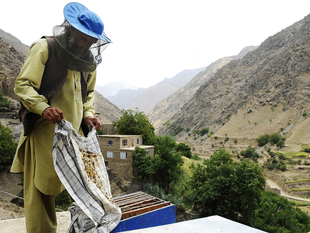 Panjshir Beekeeper's Hives Thrive with U.S. Aid
