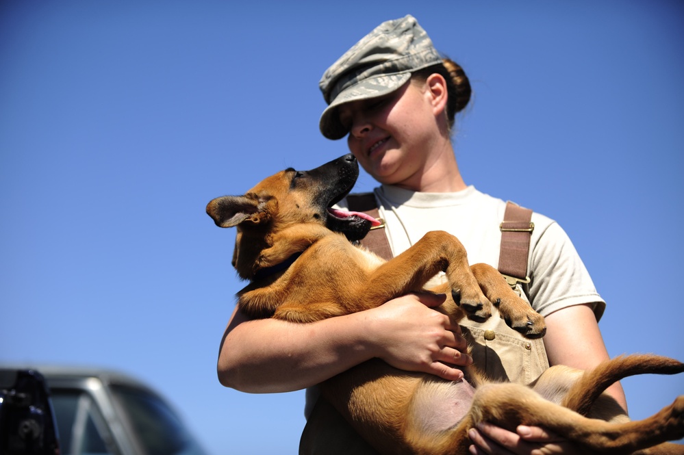 Air Force Sergeant Prepares Puppy for Military Working Dog Program