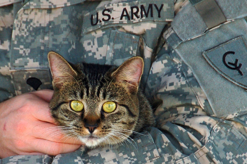 Nonprofit Provides Foster Care for Pets of Deploying Servicemembers