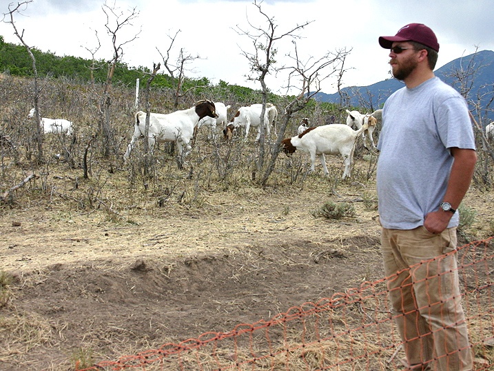 Goats Prove Their Worth in Wildfire Prevention at Camp Williams