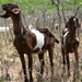 Goats Enlisted to Reduce Fire Risks at Camp Williams, Utah