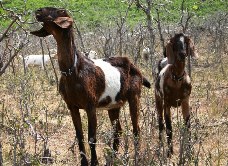 Goats Enlisted to Reduce Fire Risks at Camp Williams, Utah