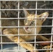 Jungle Cats Spotted at Forward Operating Base Kalsu in Iraq