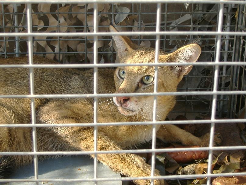 Jungle Cats Spotted at Forward Operating Base Kalsu in Iraq