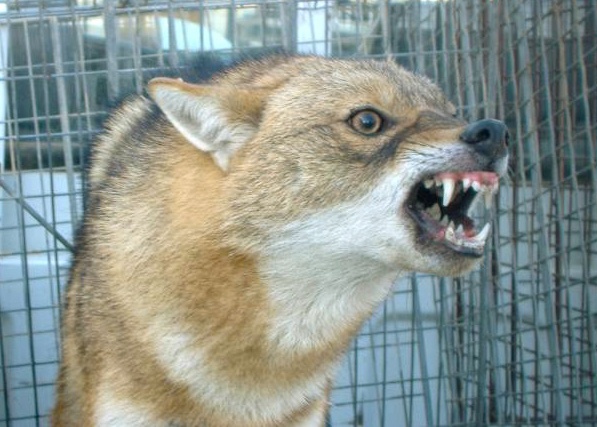 Contracted Vector Controllers Trap Animals on Iraqi Military Bases