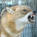 Contracted Vector Controllers Trap Animals on Iraqi Military Bases