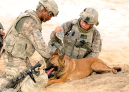 Army Medics Provide Care to Military Working Dog in Iraq