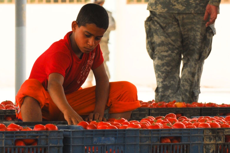 Iraqi Boy Sorts Tomatoes at Newly Opened Farmers' Market in Mahawil