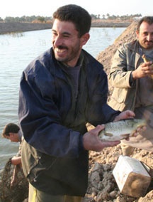 Iraqi Fish Farmer Prepares for Farmer's Market Sale