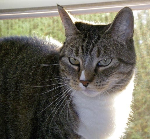 Cat Cared for by Gayle Lucas While Owner Deployed