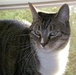 Cat Cared for by Gayle Lucas While Owner Deployed