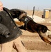 Military Working Dog Demonstrates Attack Skills in Iraq