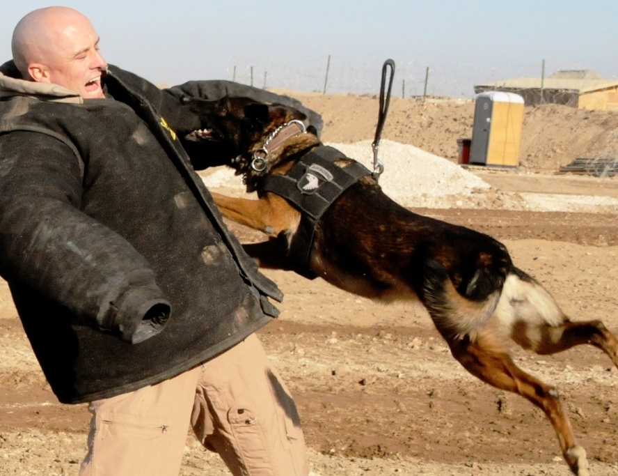 Military Working Dog Demonstrates Attack Skills in Iraq