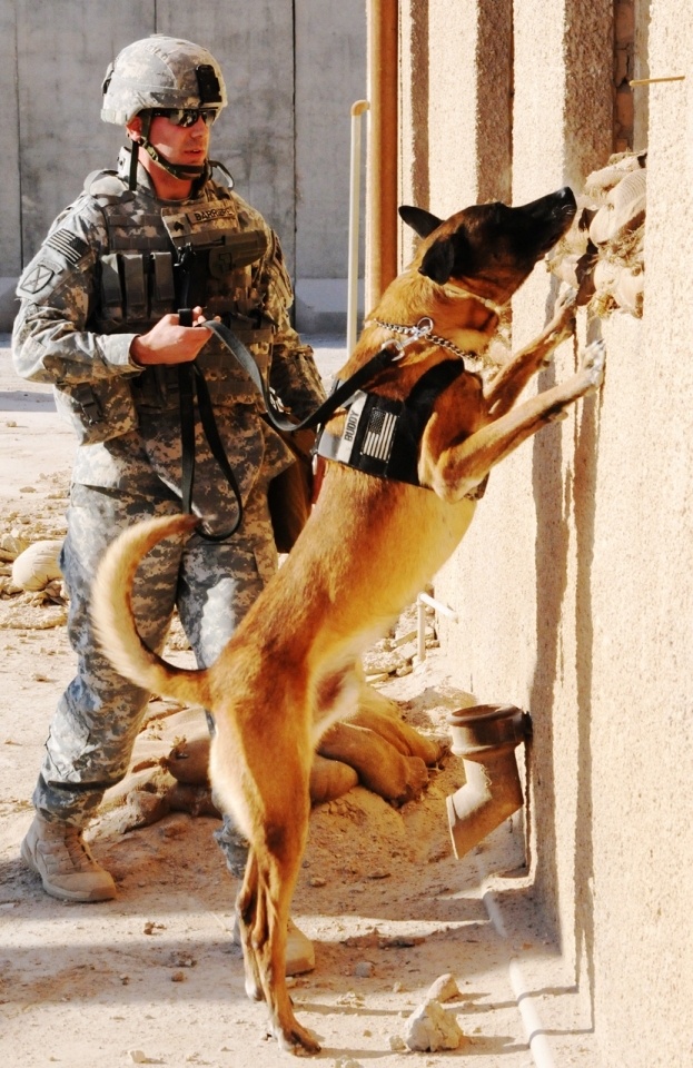 Army Dog Sniffs for Explosives During Search Demo in Iraq