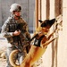 Army Dog Sniffs for Explosives During Search Demo in Iraq