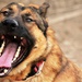 Explosive-Detection Dog Lucca Bares Teeth in Yawn