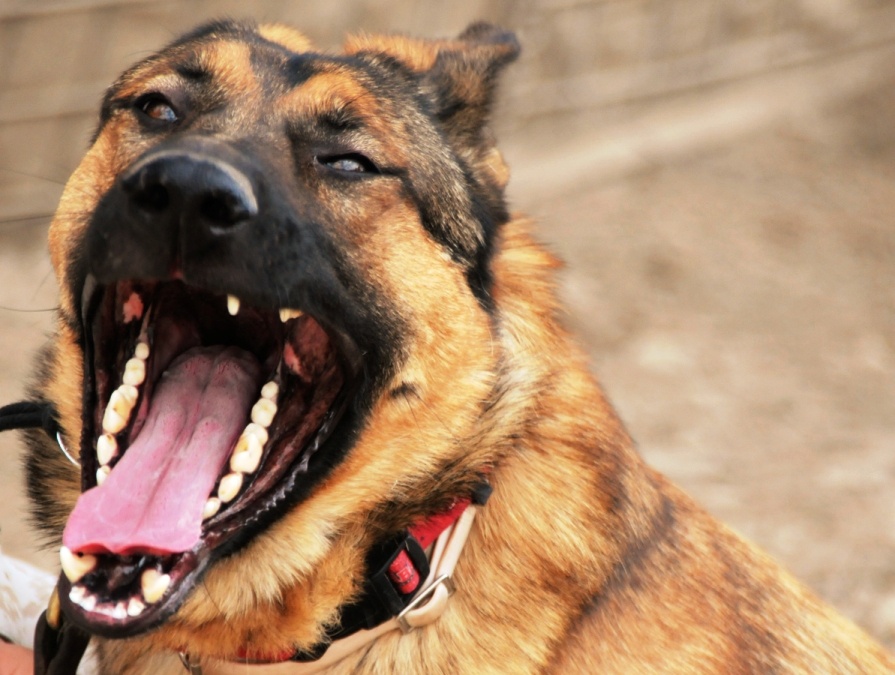 Explosive-Detection Dog Lucca Bares Teeth in Yawn