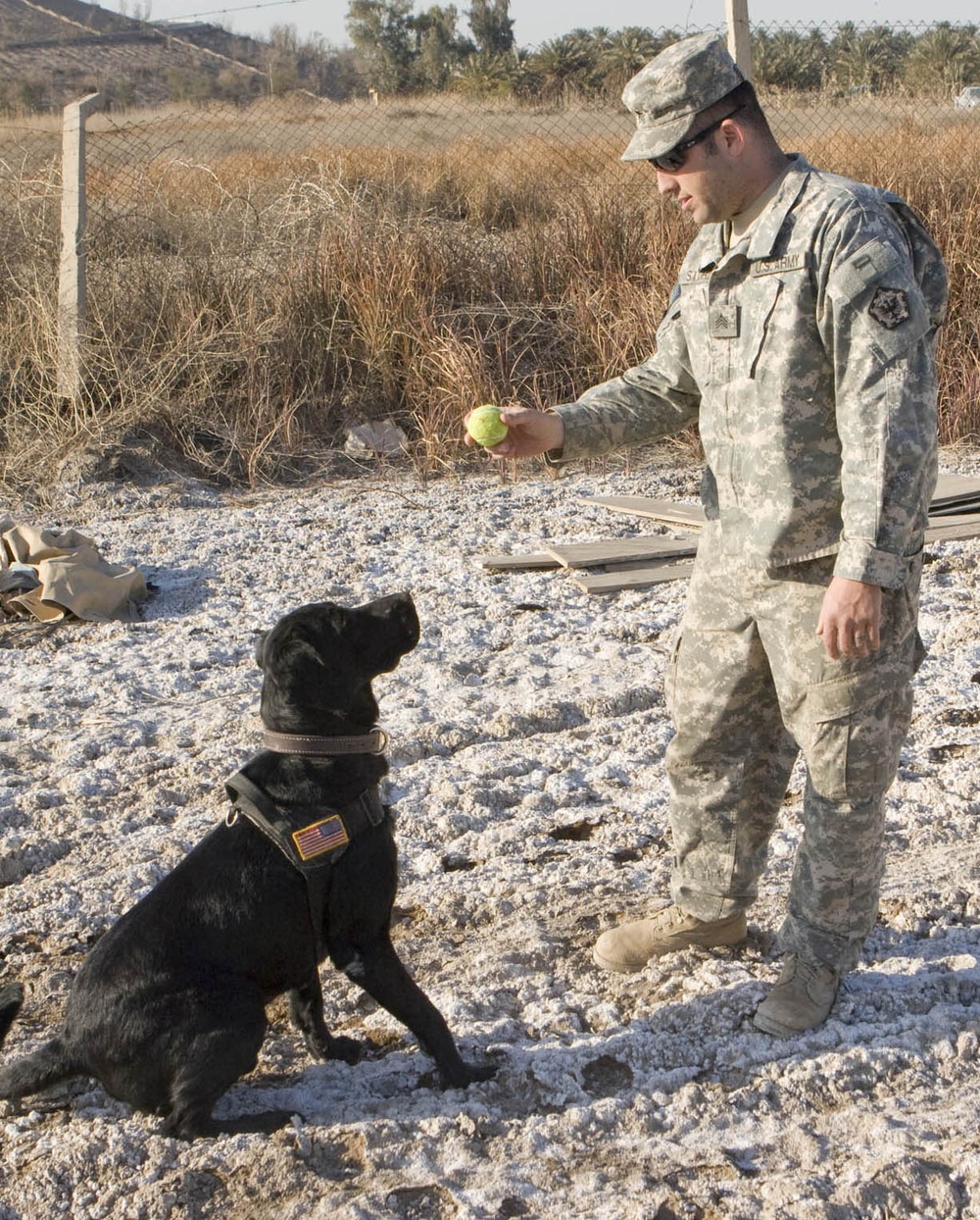 Army Dog Handler Rewards Labrador Retriever After Training Session in Iraq