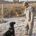 Army Dog Handler Rewards Labrador Retriever After Training Session in Iraq