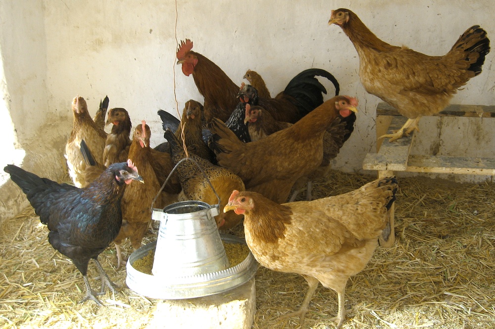 Hens and Roosters Boost Livelihoods for Afghan Women in Panjshir Province