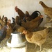 Hens and Roosters Boost Livelihoods for Afghan Women in Panjshir Province