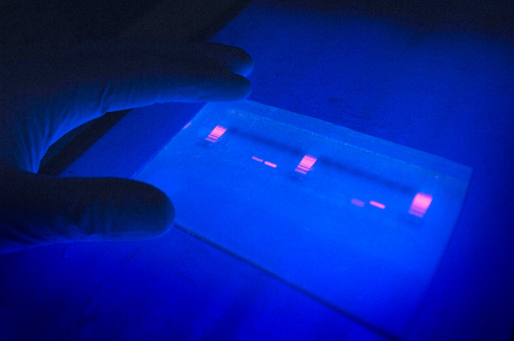 Technician Amplifies Mitochondrial DNA Using Ultraviolet Light